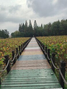 郊野田间步道风光