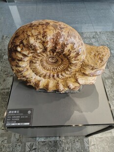 馆藏菊石化石标本