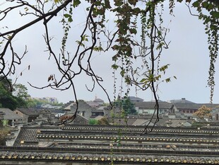 垂枝掩映古民居屋顶
