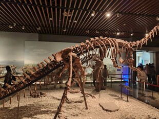 博物馆大型恐龙化石展