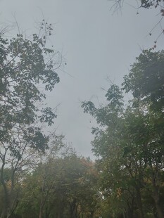 雾中树林朦胧风景