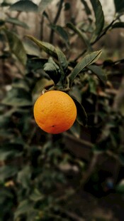 枝头挂着的成熟橙子