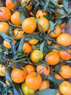 新鲜带叶蜜橘