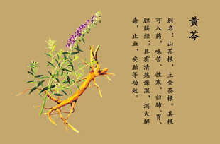 中草药黄芩手绘科普图