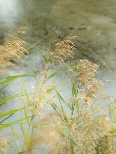 朦胧芦苇水景