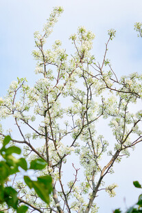 晴空下的白花树枝