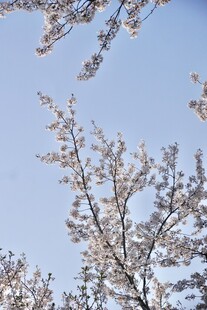 蓝天背景下的春日花树