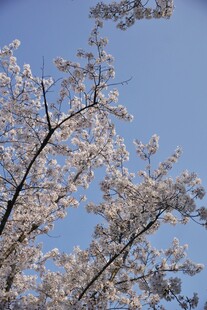 晴日蓝天春日花枝