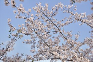 春日蓝天樱花绽放