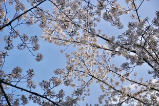 春日花枝映蓝天