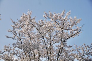 晴空下的樱花树
