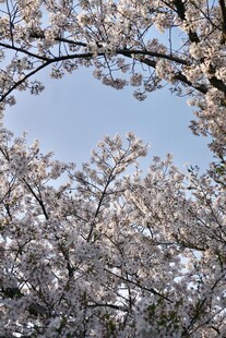 樱花枝桠映蓝天
