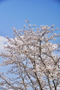 蓝天下的春日樱花