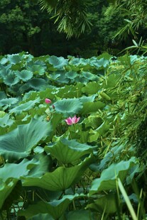 夏日荷塘美景