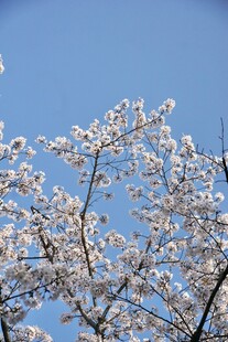 春日蓝天下盛放花树