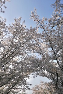 晴空下的樱花树
