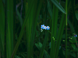 草丛中的蓝色小花