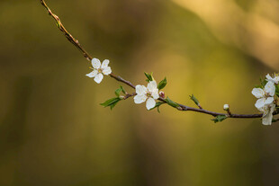 春日枝间小白花