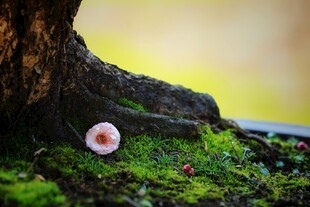 苔地小花