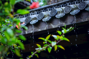 雨中古檐绿植小景