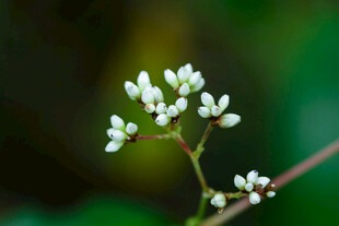 清新白色花苞