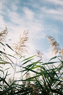 晴空下的芦苇