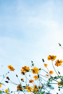 晴空下的黄色小花