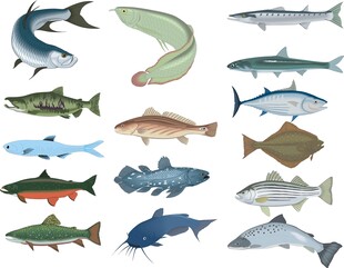 常见鱼类插画合集