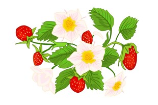 手绘草莓花果插画