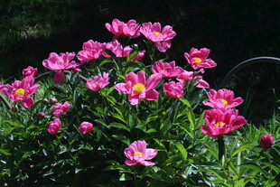 芍药花  