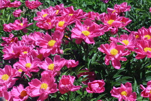 芍药花 