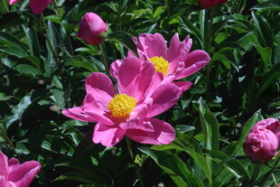芍药花  