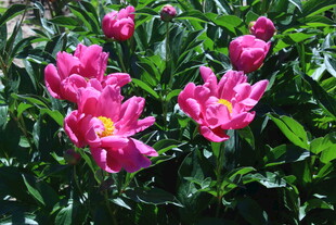 芍药花  