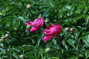 芍药花  