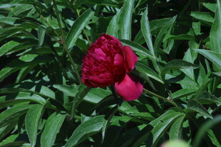 芍药花 