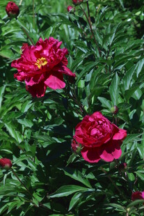 芍药花  