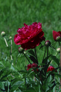 芍药花 