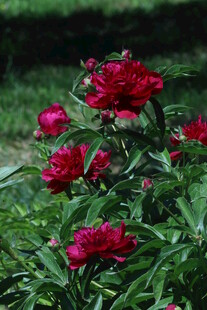 芍药花 