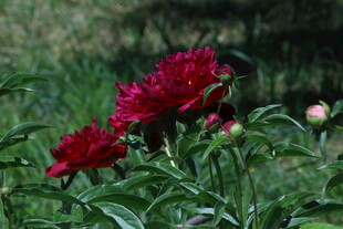 芍药花  