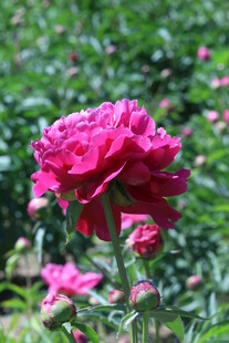 芍药花  