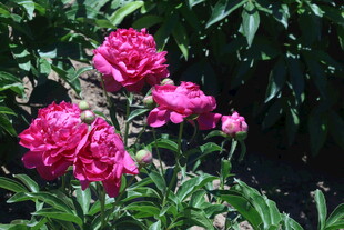 芍药花 