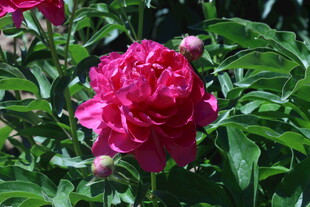 芍药花  
