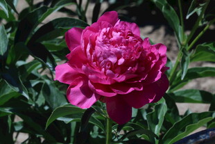 芍药花 
