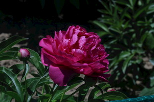 芍药花 