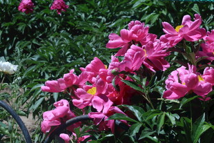 芍药花  