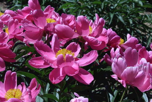 芍药花  