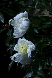 芍药花  