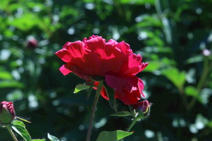 芍药花  