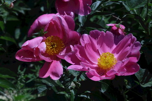 芍药花 
