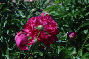 芍药花 
